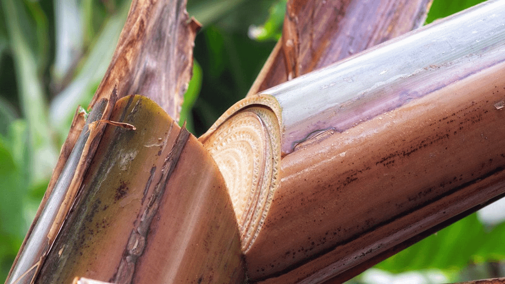 Going Bananas, Turning Waste into Carbon-Saving Innovation