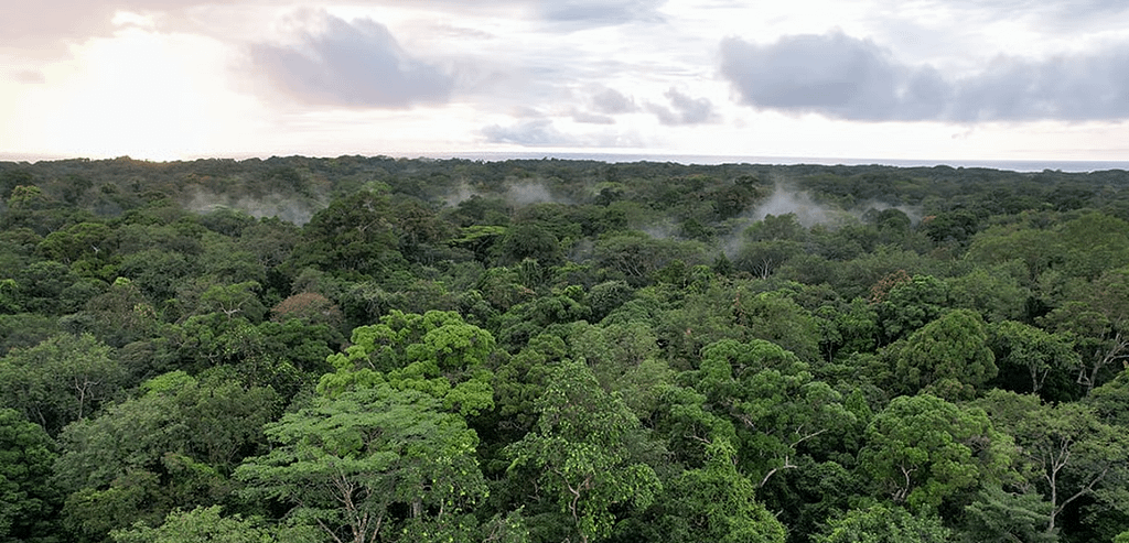 Gabon Signs Landmark Forest Pact as Africa Adopts PFP Model