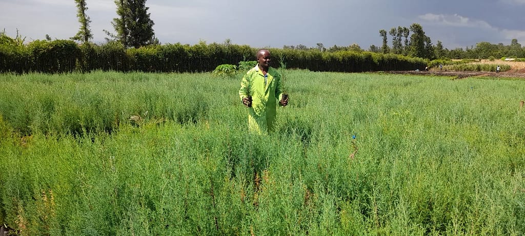 Ex-Accountant Fighting Climate Change a Tree Seedling at a Time