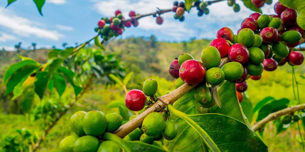 How Demand for Coffee is Fueling Deforestation Across Continents
