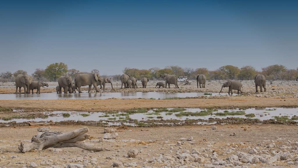 Namibia Begins Wildlife Culling Amid Worst Drought in Decades