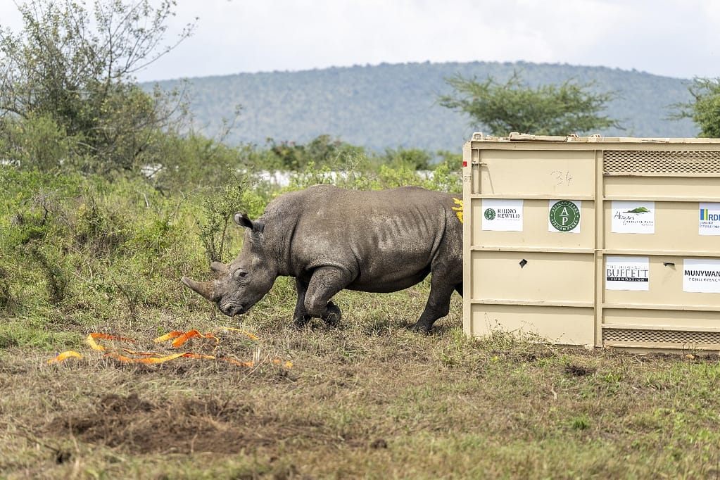 Africa’s Largest Rhino Translocation Flips the Continent’s Conservation Script