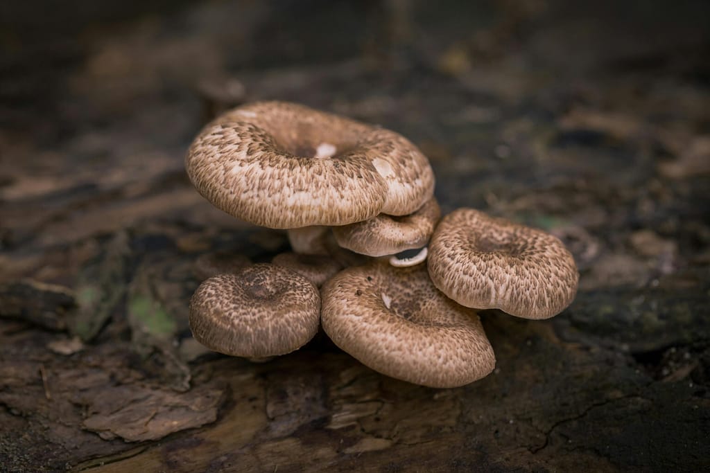 Mushrooms, The Forgotten Environmentalists