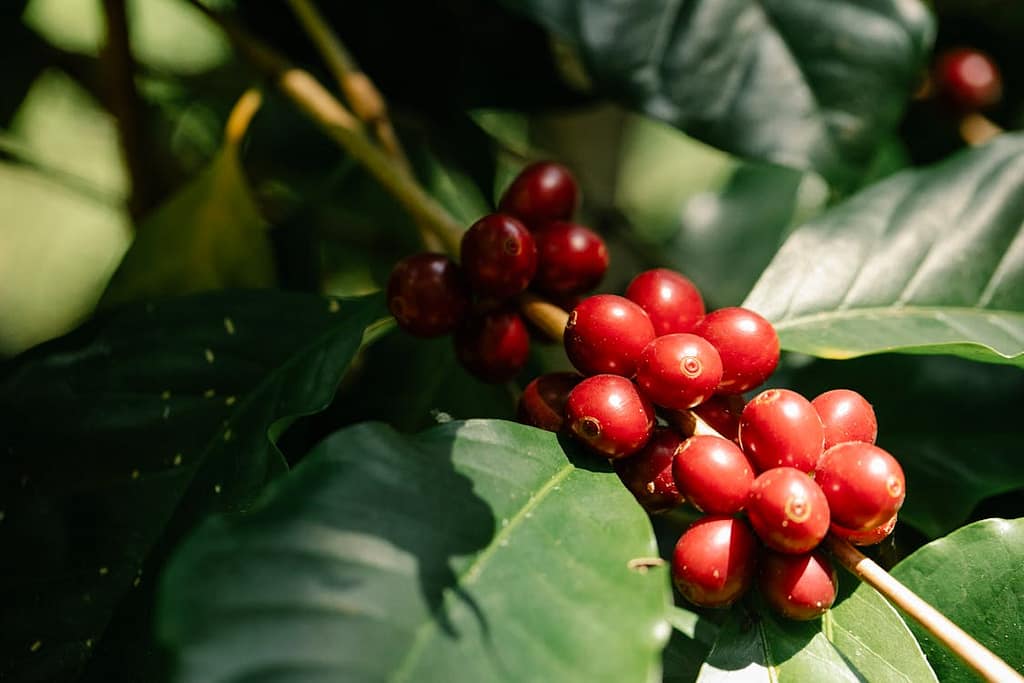 EU Deforestation Law Set to Transform Coffee Farming and Trade