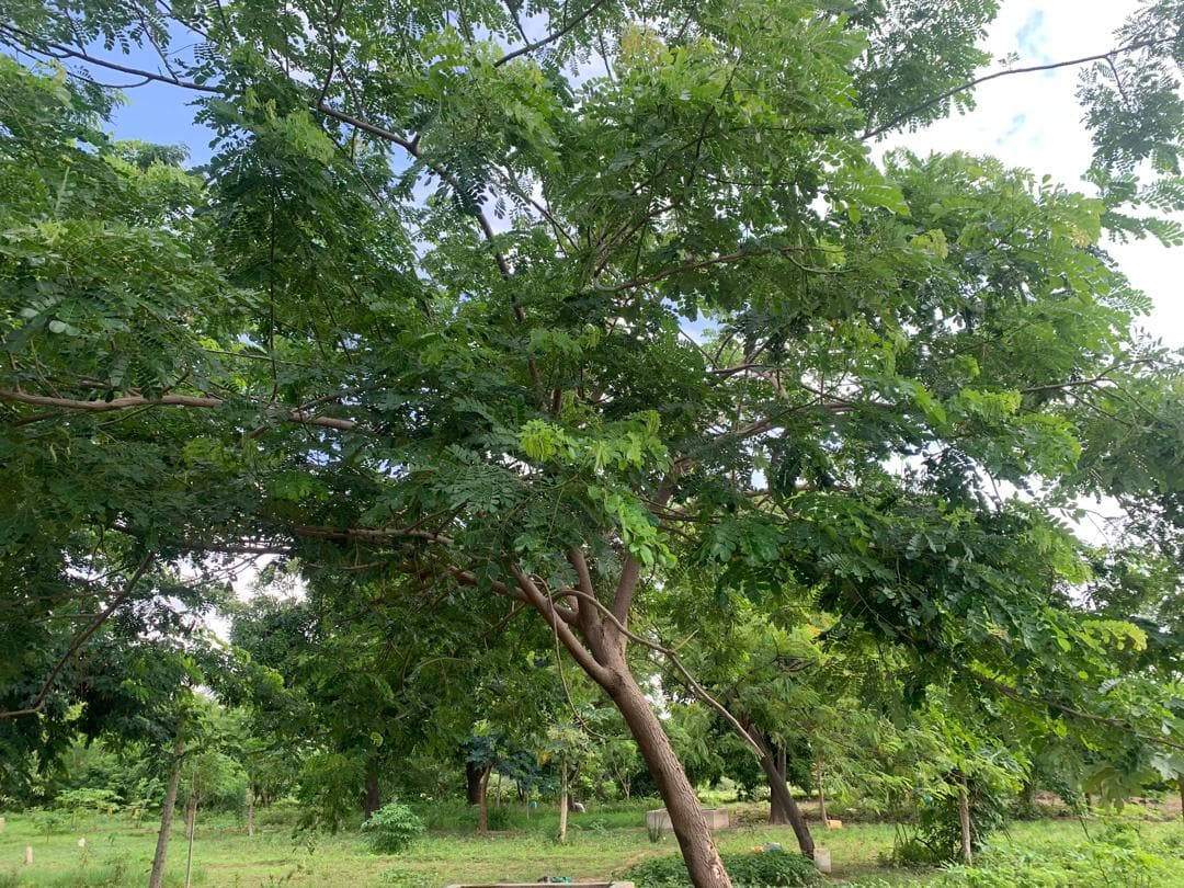 Gliricidia sepium, a tree originally from the Pacific coast of Mexico and South America, enhances the nitrogen, potassium and phosporus content of soil. Image by Yvette Zongo for Mongabay.