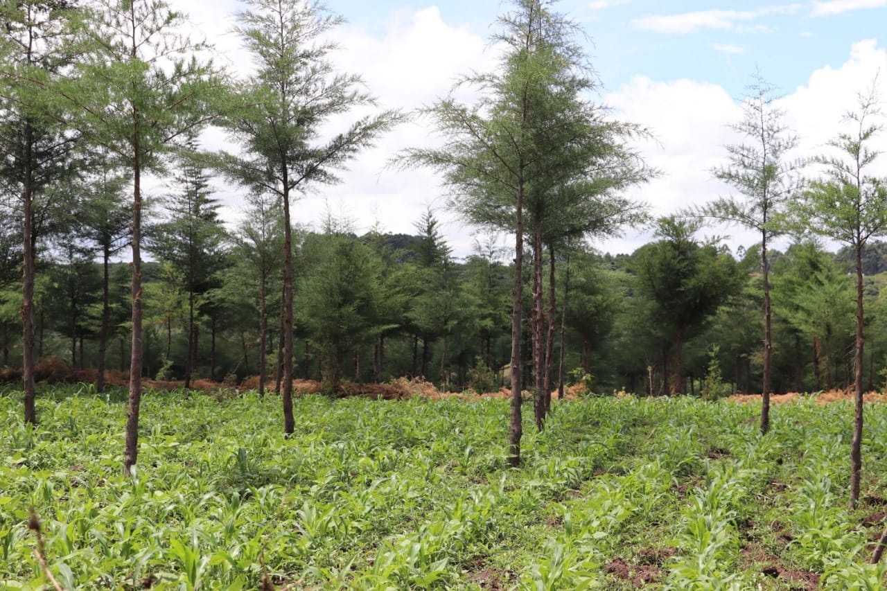 Kenya’s Forests and the Repackaged Shamba System