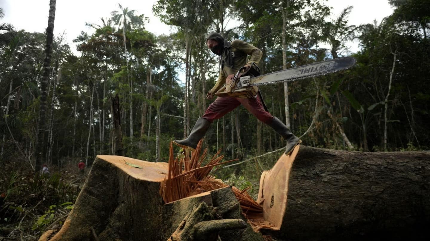 Kenya Emerge a Rare Success Story in Fight Against Deforestation