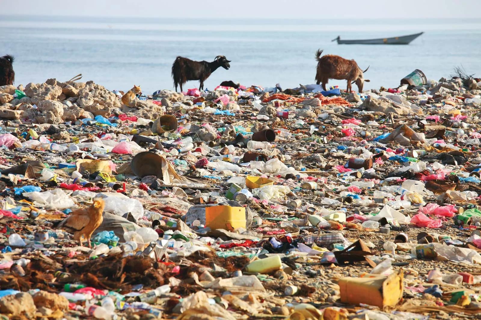 Plastics Are Now in Our Brains and East Africa Is not Spared