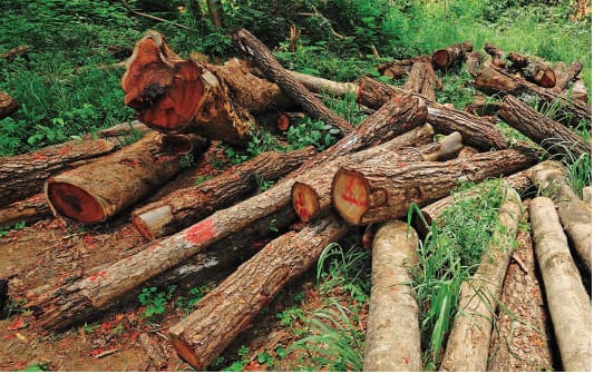 Kenya Faces Acute Wood Shortage Amidst Alarming Deforestation Rates