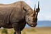 Black Rhinos Return to Laikipia North After 50-Year Poaching Extinction
