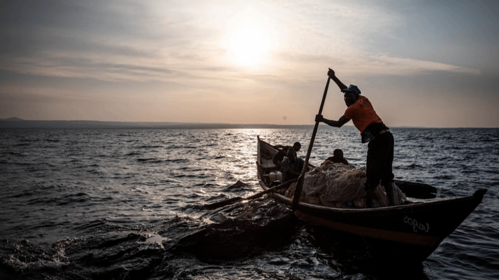 Africa’s Freshwater Fish Face Alarming Decline as WWF Sounds the Alarm