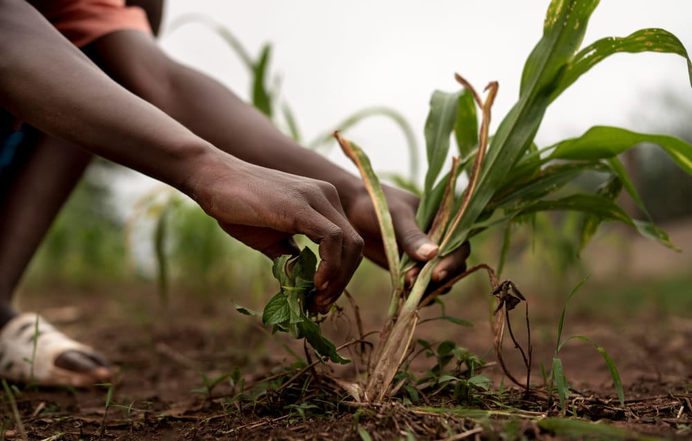 Climate Change Deepening Kenya’s Hunger Crisis and Testing Resilience