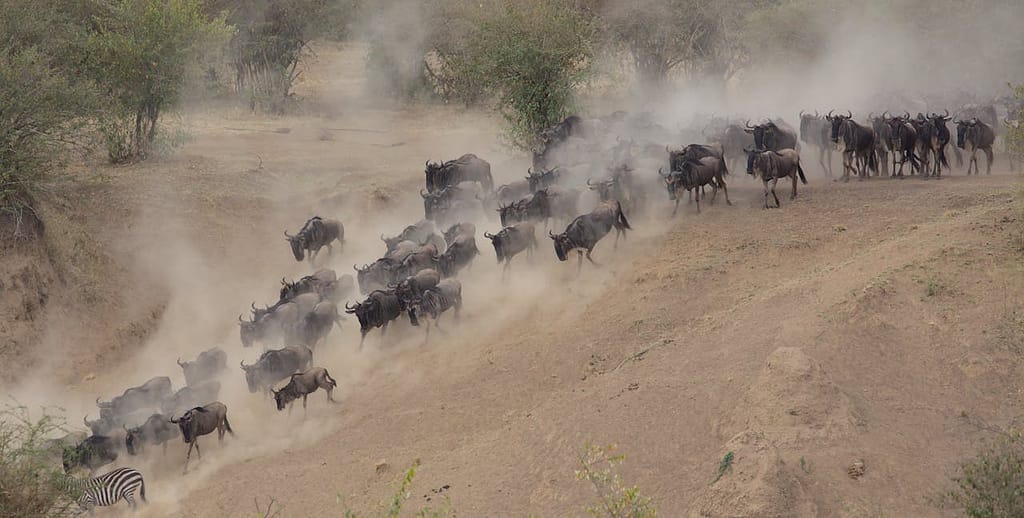 Over-Tourism Threatens the Serengeti and Masai Mara During Migration