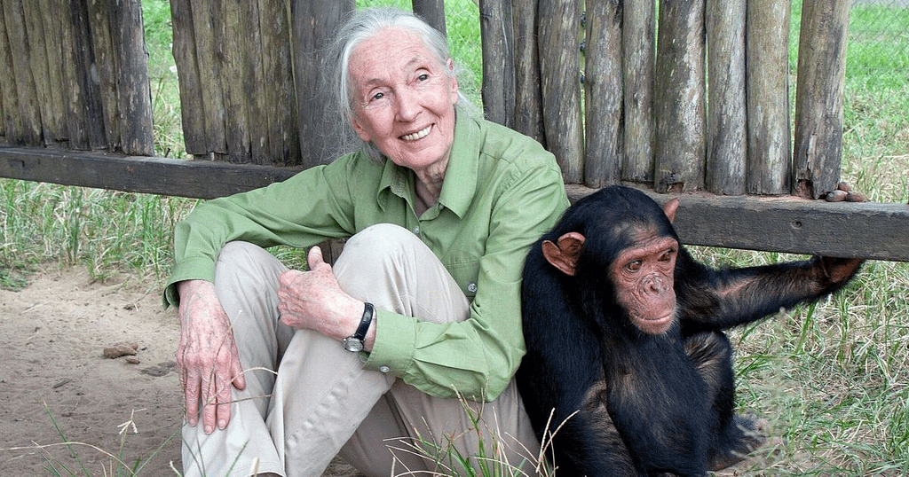 Renowned Primatologist Jane Goodall Dies Aged 91