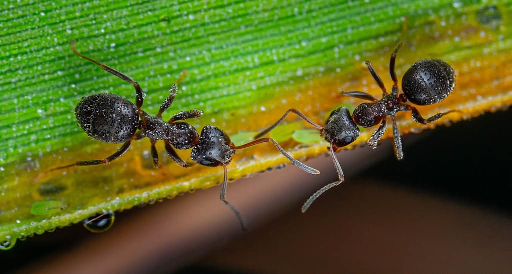 Four Jailed for Illegal Trafficking of Garden Ants