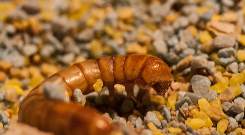 Mealworms Showing Potential for Plastic Waste Solution