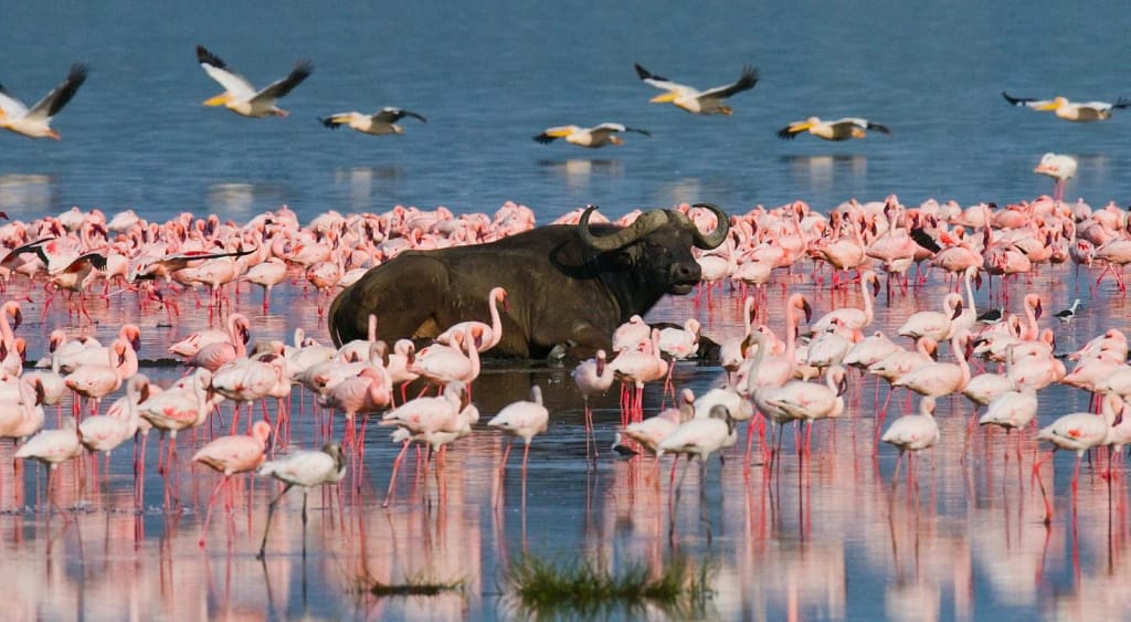 Flamingo Decline in Rift Valley Signals Urgent Climate Threat