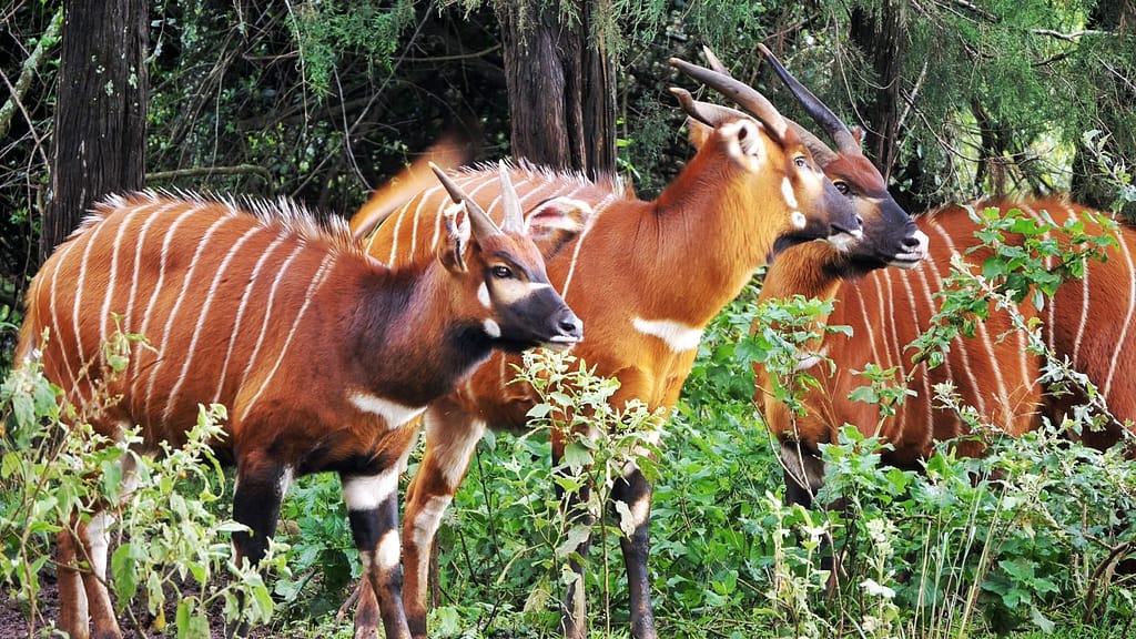 Kenya Successfully Repatriates Iconic Mountain Bongo to Sanctuary