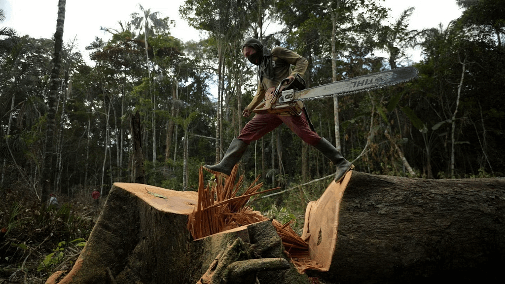 Kenya Emerge a Rare Success Story in Fight Against Deforestation