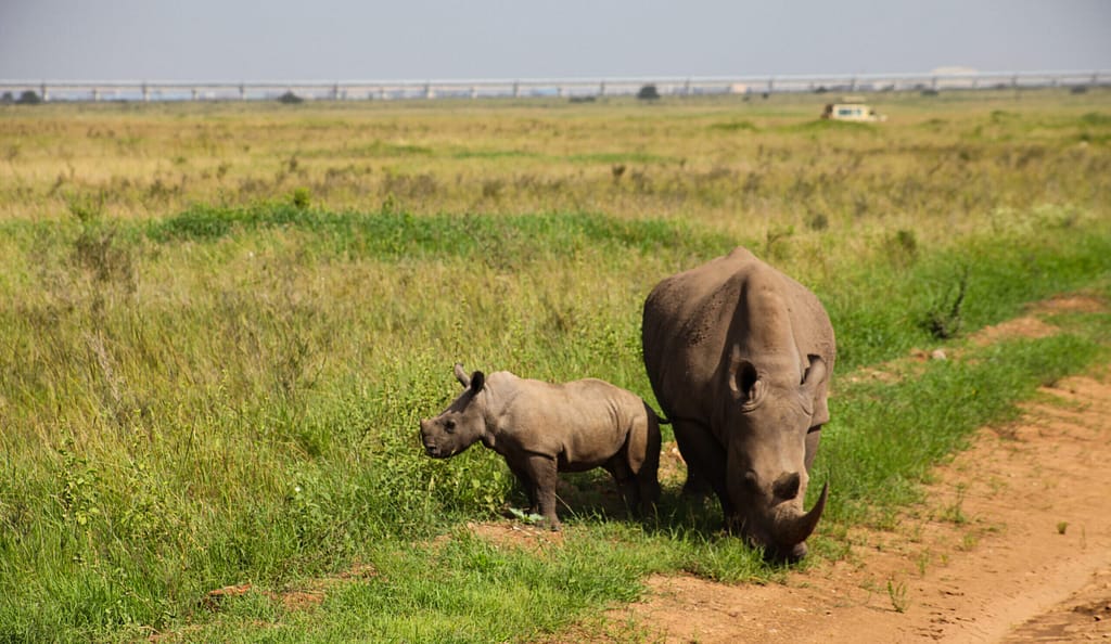 FIRST RHINO IVF IN THE WORLD