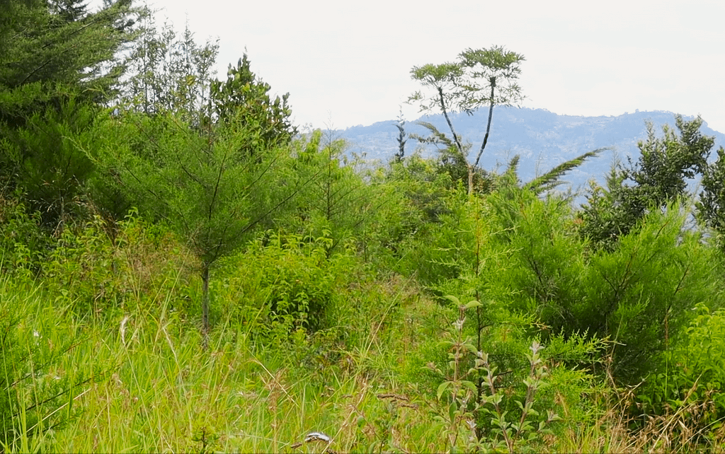 Muumandu Forest’s Journey from Devastation to Restoration