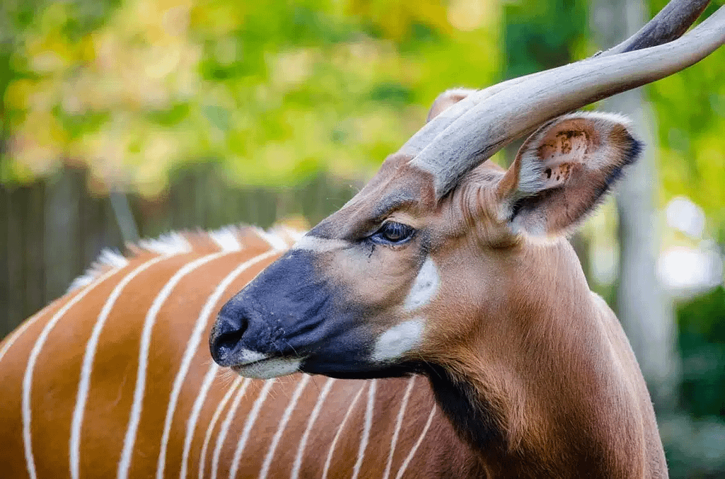 Hope for Kenya’s Mountain Bongo