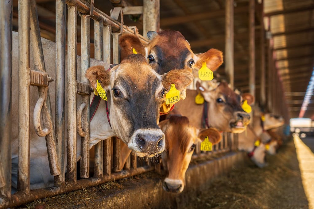 New Feed to Help Dairy Cows Reduce Methane Emission