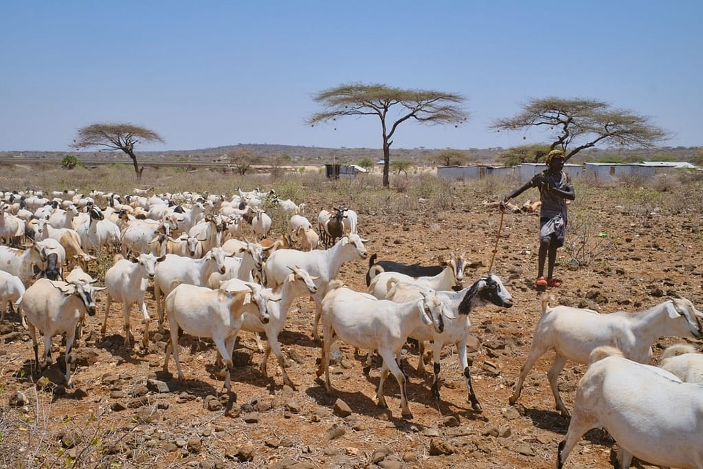 Inside the Battle for Carbon Credit Billions in Northern Kenya