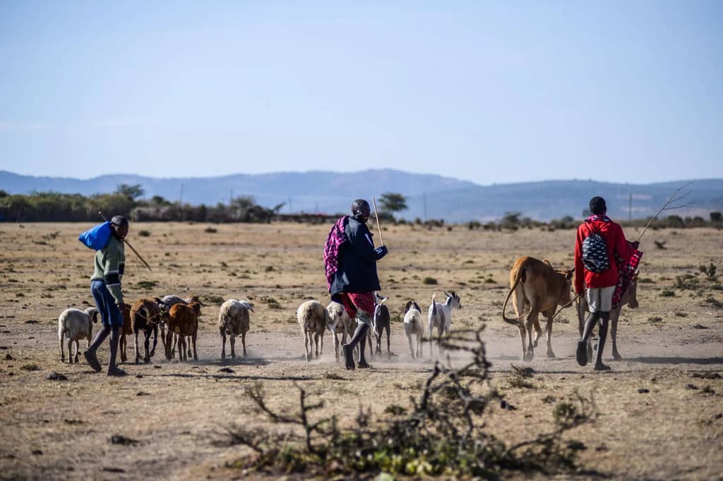Northern Kenya Carbon Credit Project Suffers Another Setback