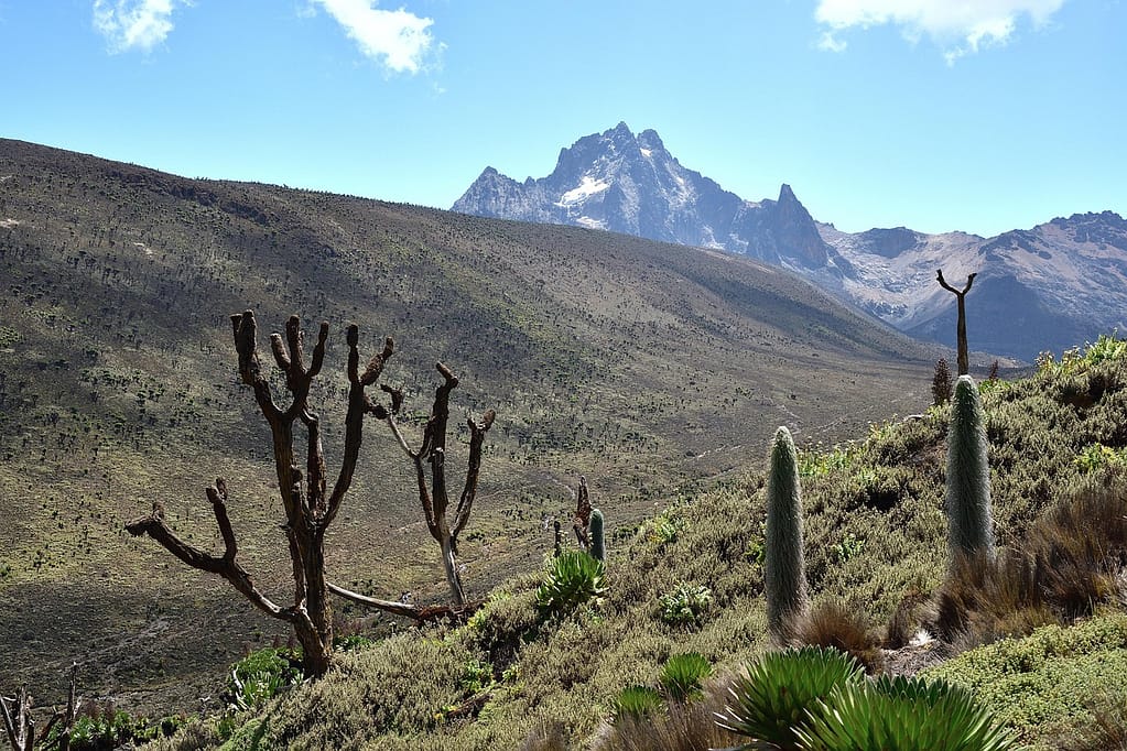 Mt Kenya Forest to Lose Half of Vegetation by 2040