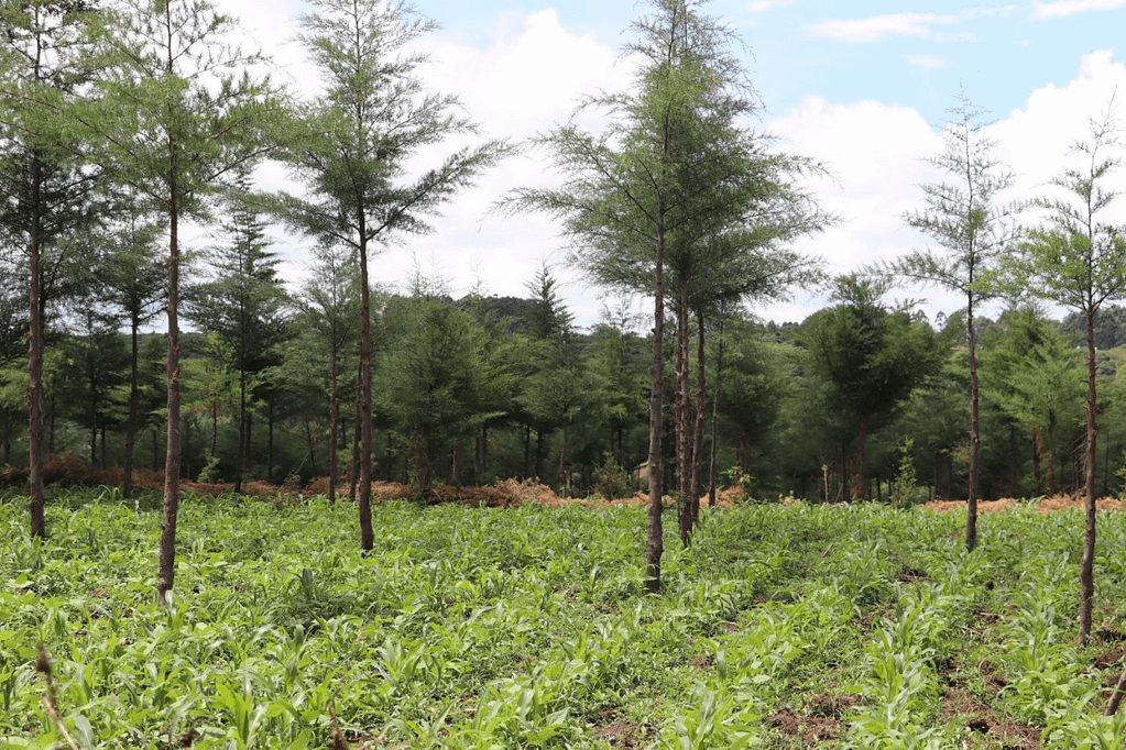 Kenya’s Forests and the Repackaged Shamba System