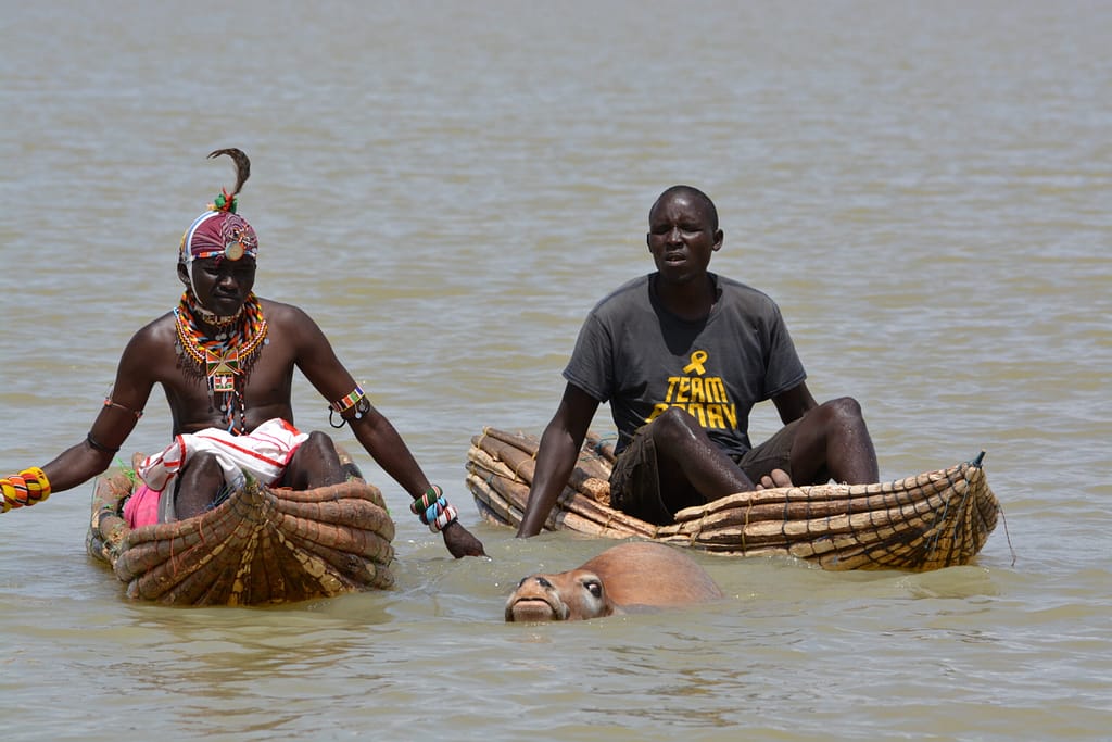 Swimming Cows of Baringo