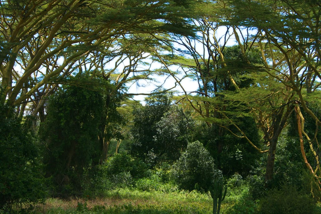Age Marking: Transforming Kenya into a Green Paradise