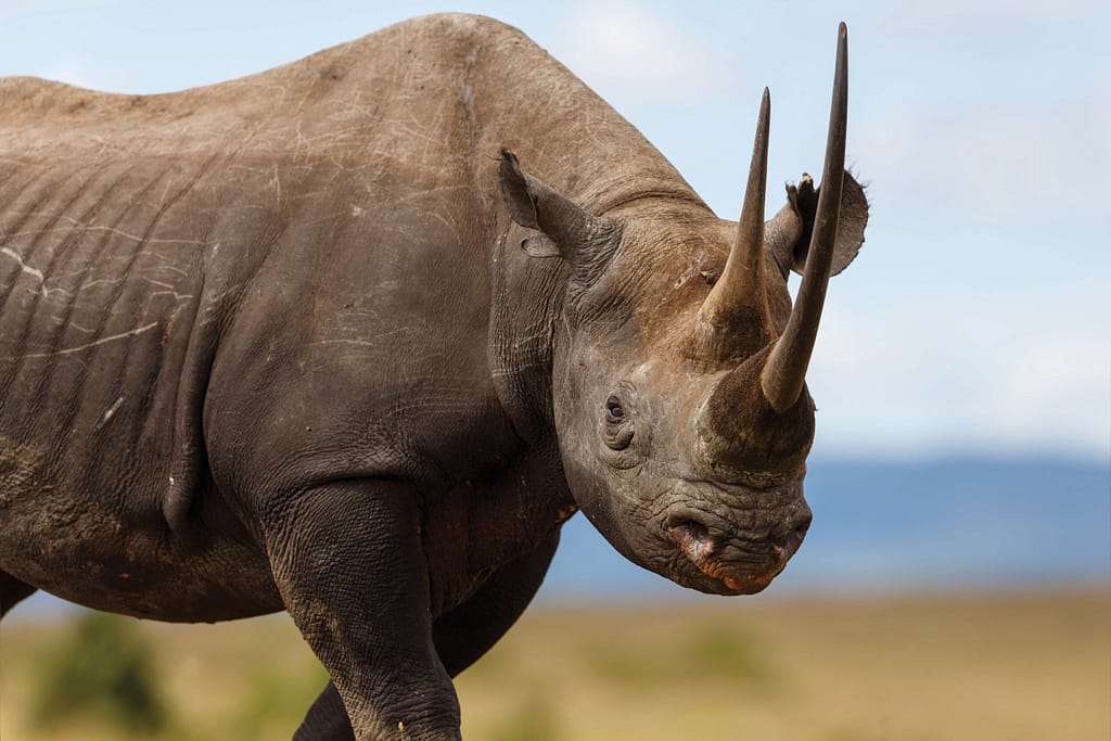 Black Rhinos Return to Laikipia North After 50-Year Poaching Extinction