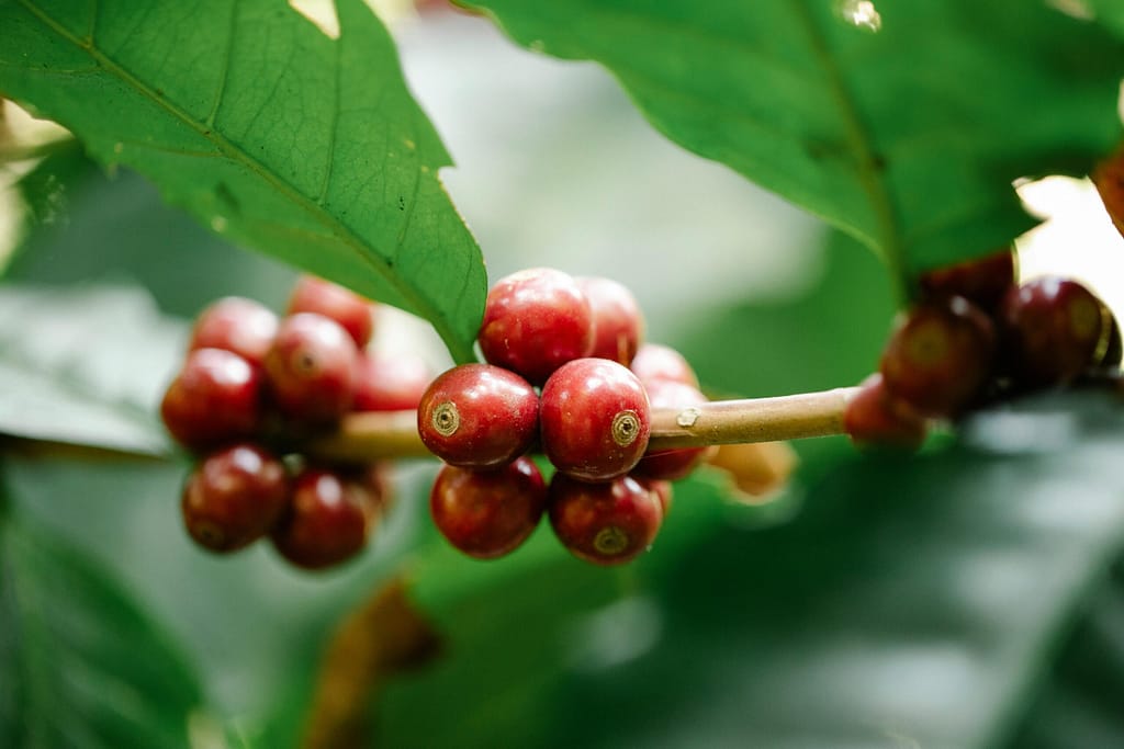 Urgent Adaptations Needed for Sustainable Coffee Production