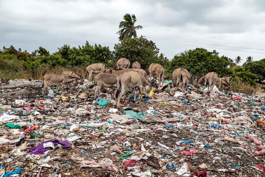 Plastic Waste Impact on Lamu’s Donkeys