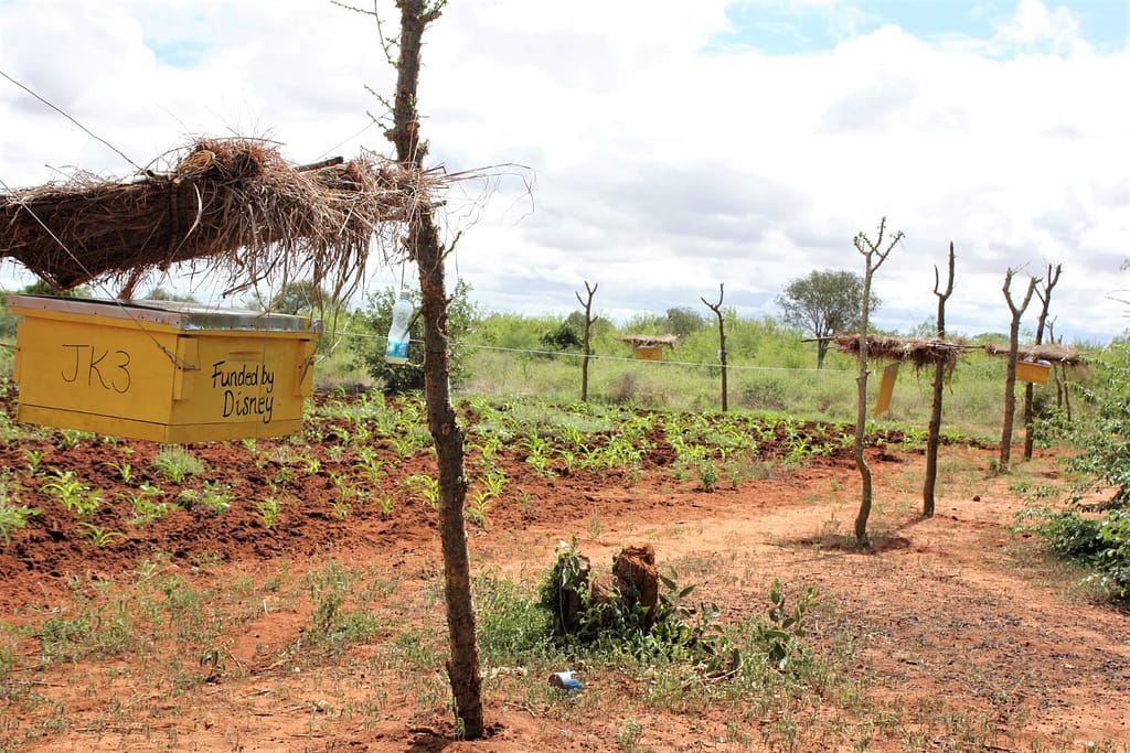 Beehive Fences Keep Elephants at Bay in Kenya