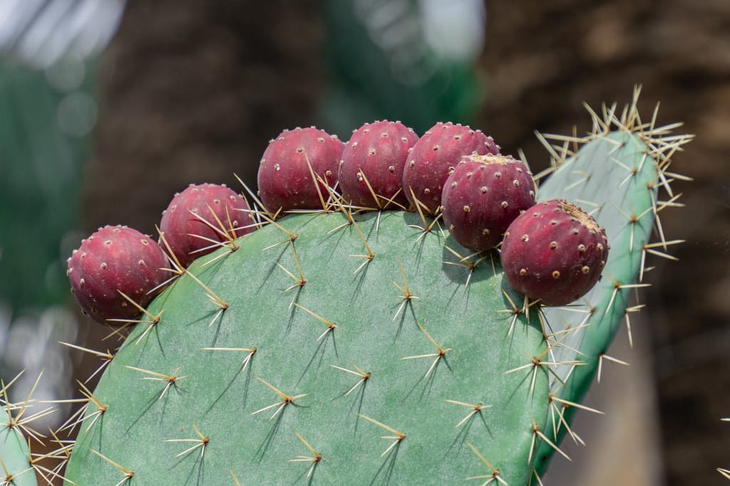 Women in Laikipia turn Pricky Cactus into a Fruity Wine and Biogas
