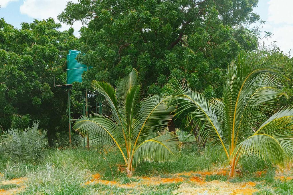 Greening the Desert, Wajir’s Farmers Lead Climate Resilience