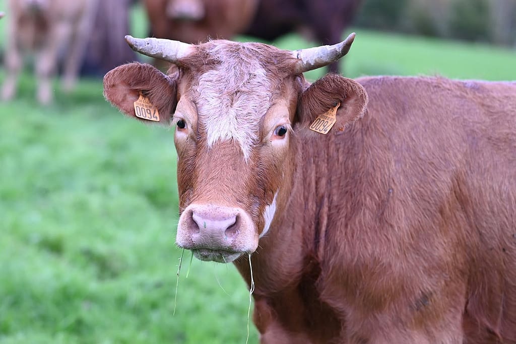 Beware! You will be Taxed if Your Cow Farts