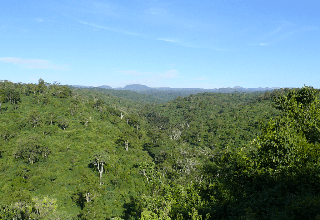 Victory for Conservation: Court Halts Construction of Controversial Aberdare Road