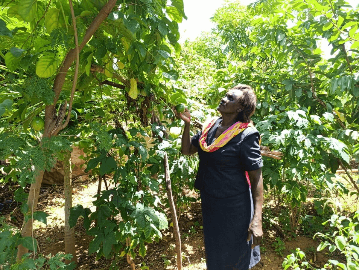 Alongside staples like maize and sorghum, Salina Chepsat grows lucrative produce like tomatoes, spinach, bananas, and passion fruit her small farm. | Photo by Gilbert Nakweya for Mongabay.