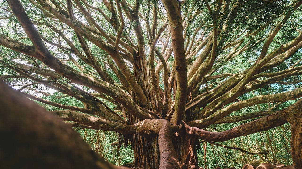Kenyan Fig Trees Turn Themselves to Stone