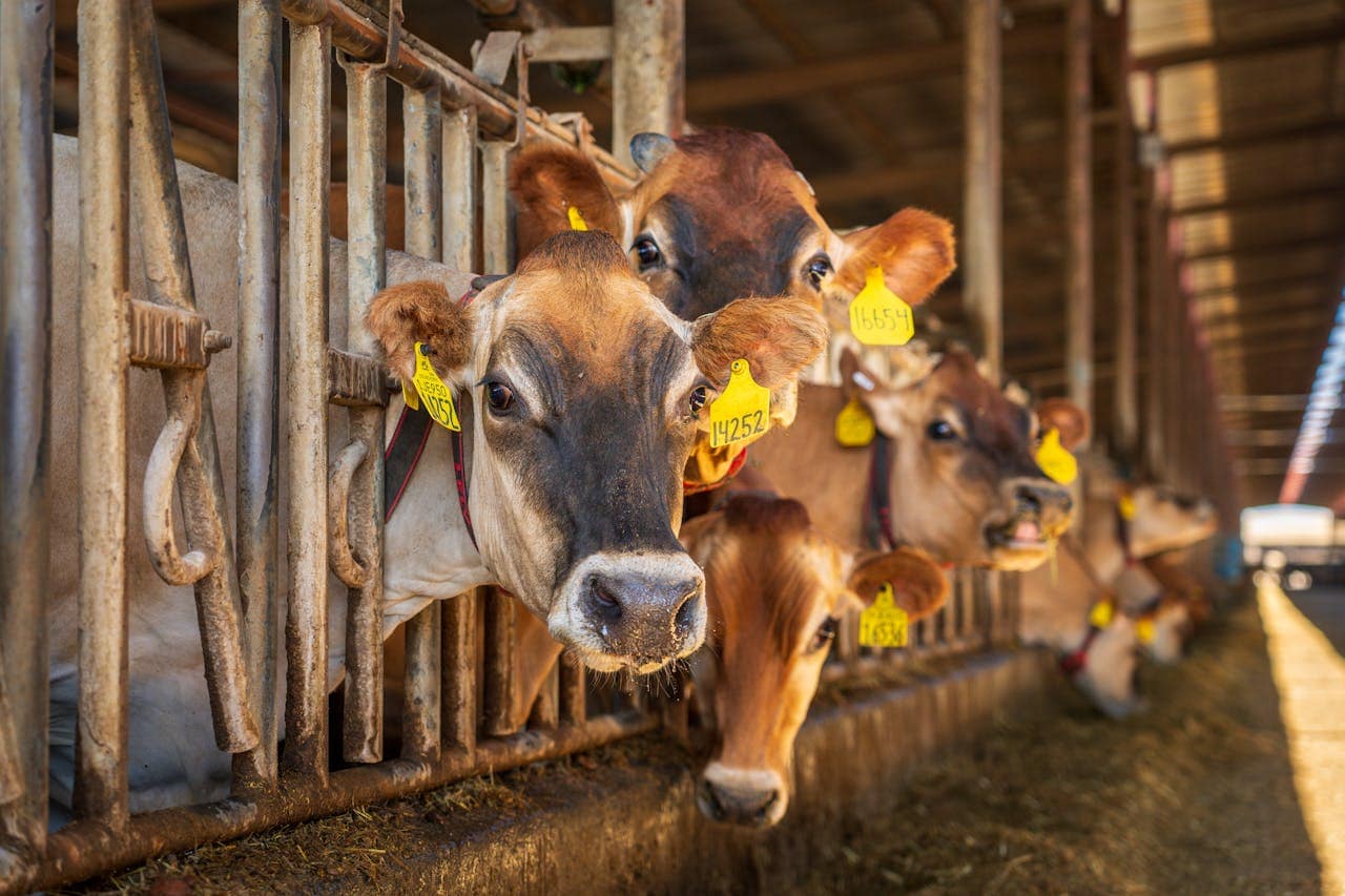 New Feed to Help Dairy Cows Reduce Methane Emission