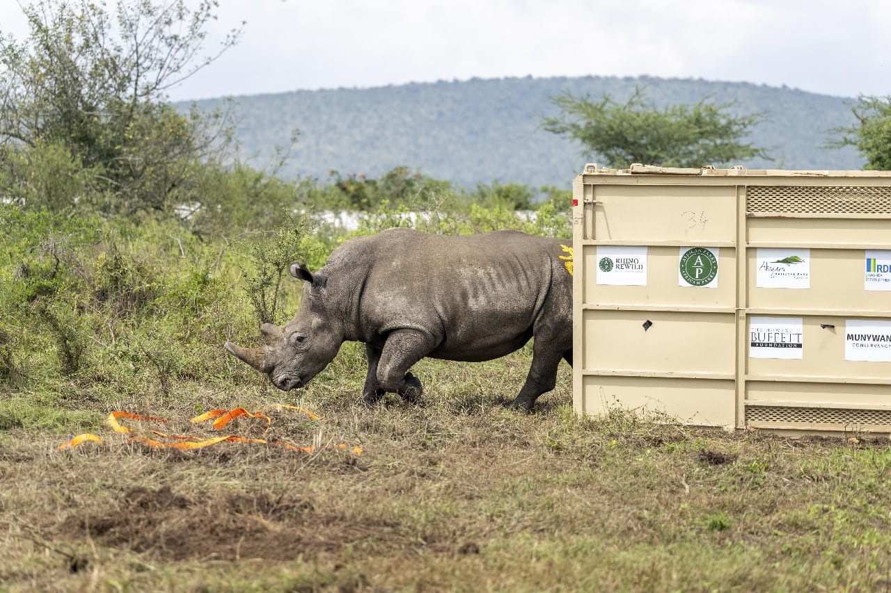 Africa’s Largest Rhino Translocation Flips the Continent’s Conservation Script