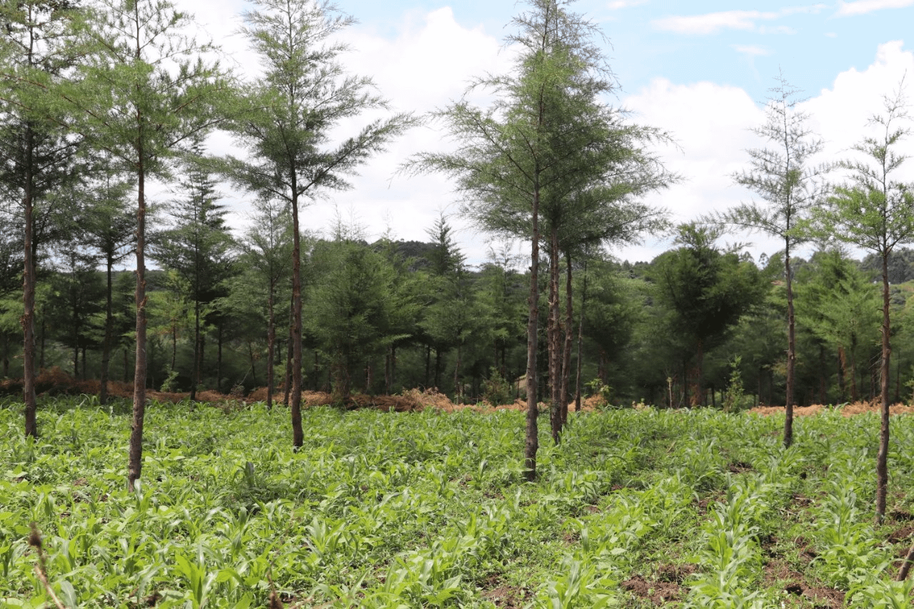 Kenya’s Forests and the Repackaged Shamba System
