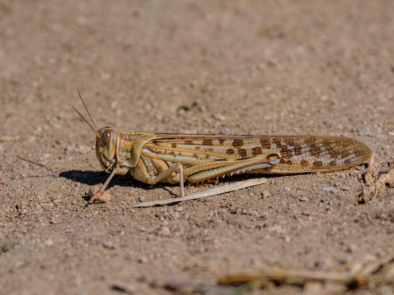Climate Change Sparks Locust Surge Driving Massive Crop Losses in East Africa