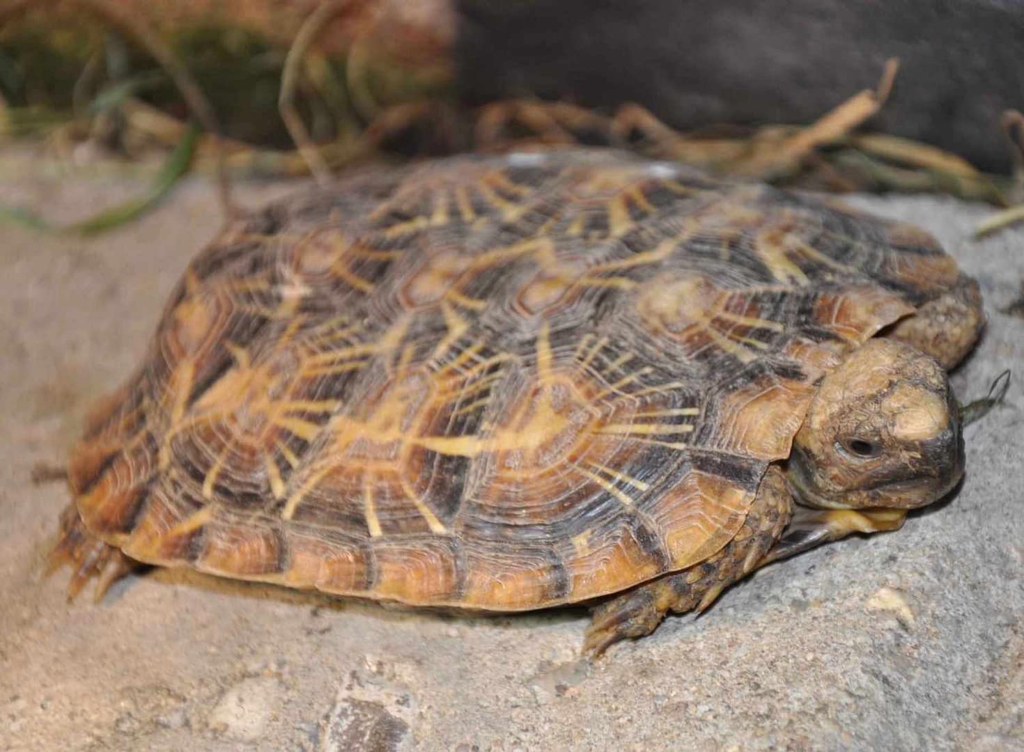 The True Guardians of Kenya’s Rare Pancake Tortoise