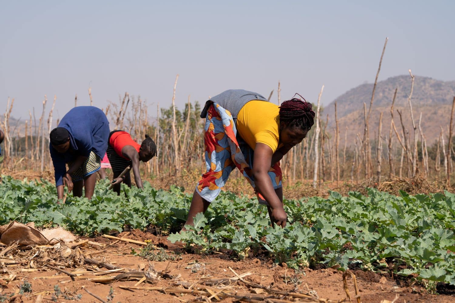 Is Africa Food Sovereign?