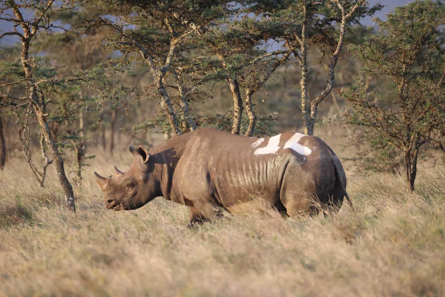 Kenya Boosts Rhino Conservation with Major Move to Segera Conservancy